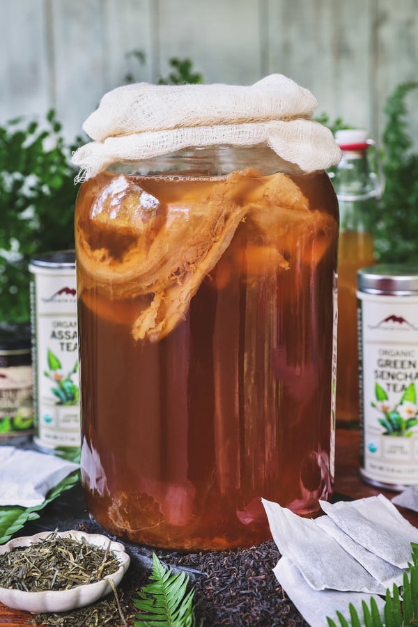 Kombucha scoby in jar