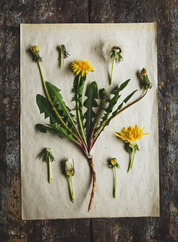 A dandelion plant with all of it's various parts sits out on a piece of paper for study