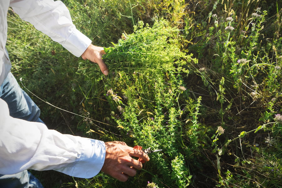 A farmer harvests organic herbs