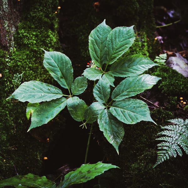 A ginseng plant thrives at the base of a tree