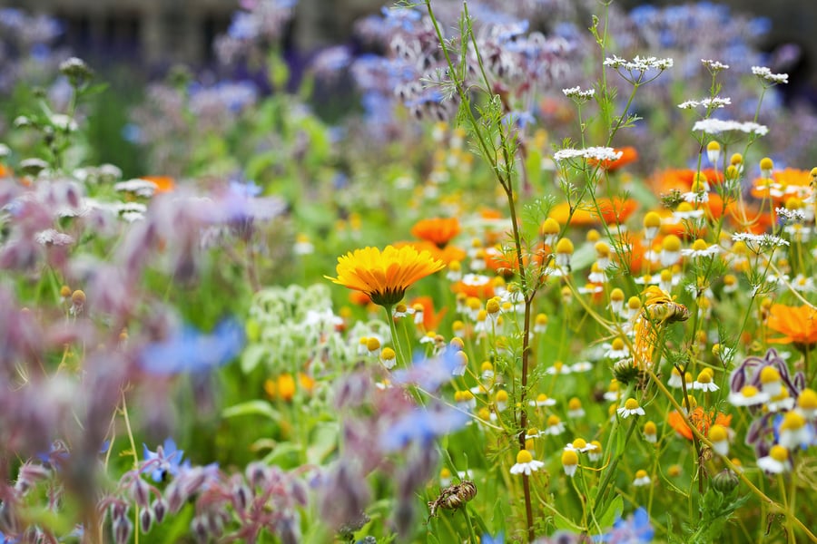 A flurry of colorful medicinal plants growing alongside each other
