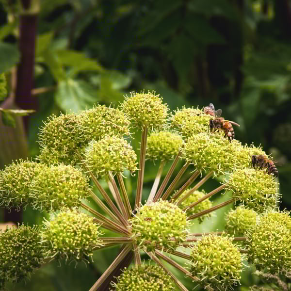 Angelica blossoms with bees on them