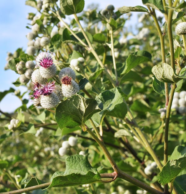 Blooming burdock plant