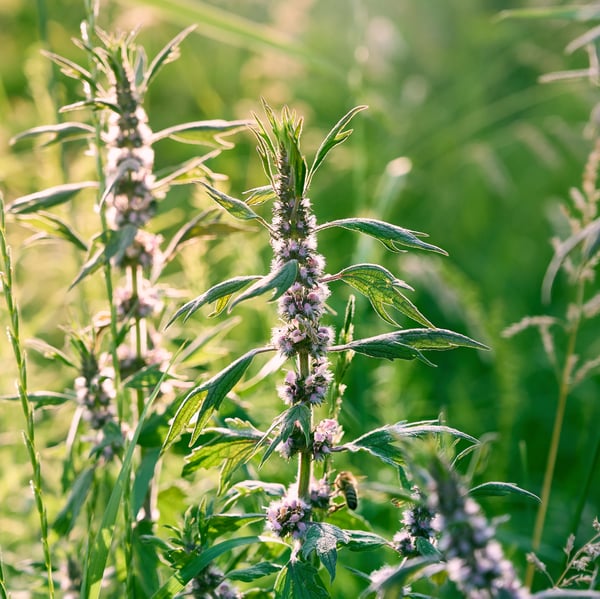 Sunlight motherwort plant