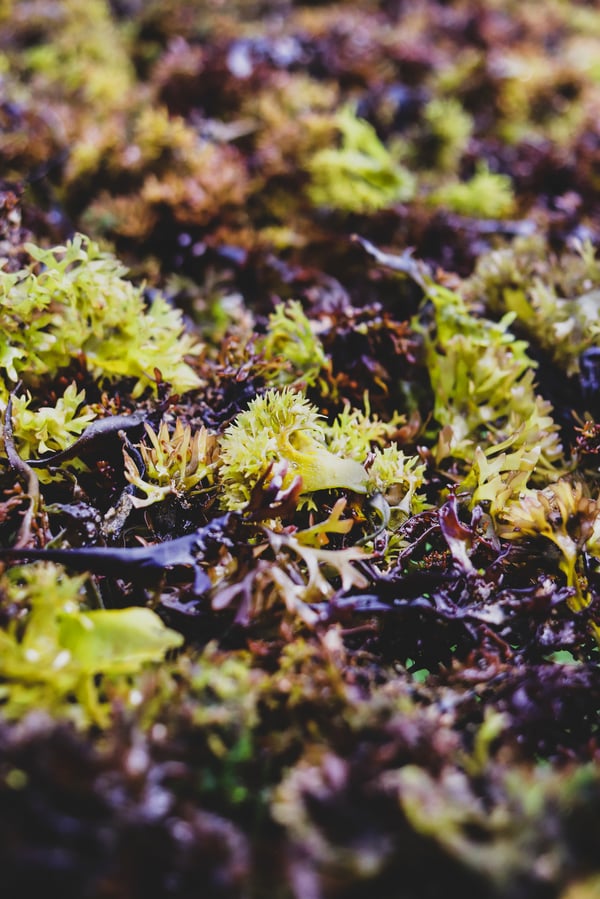 Irish sea moss grows on rocks