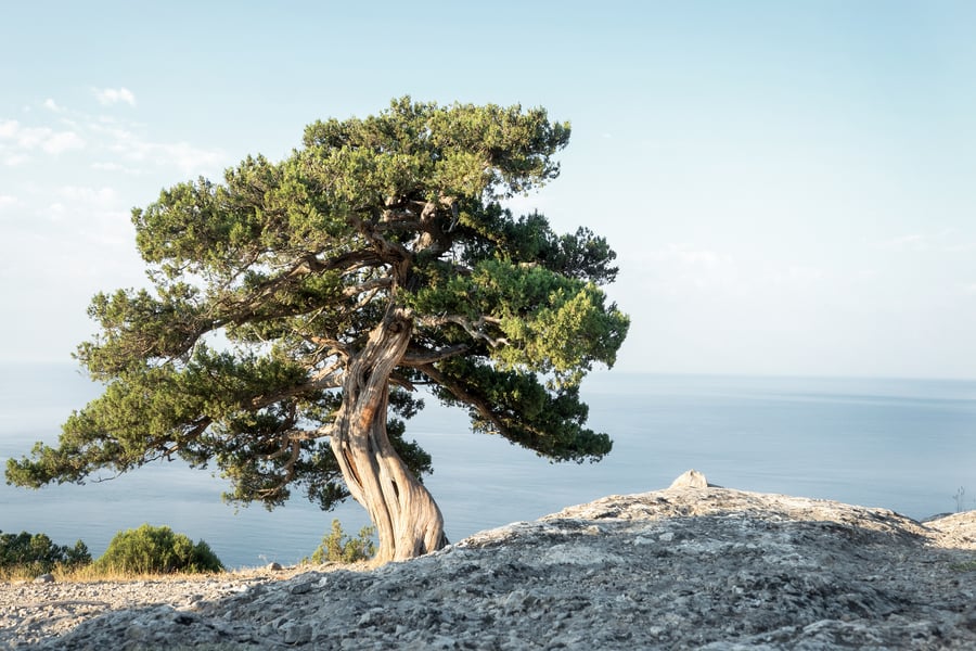 A juniper growing out of a cliffside