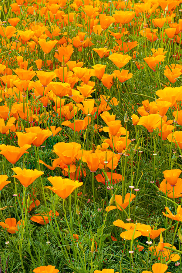 California poppies bloom in the sunshine