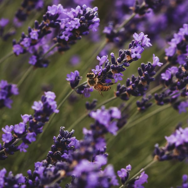 Fresh lavender blossoms and a bee