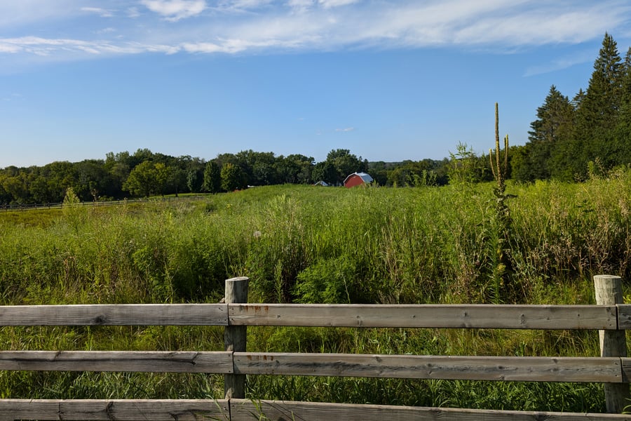 A lush field with a tall mullein plant and a rad barn in the background