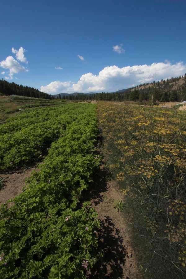 Rows of organically grown herbs grows abundantly