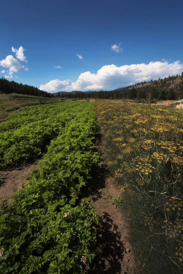 A beautiful view of an organic farm