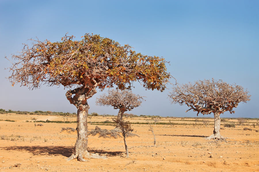 Myrrh Tree_AdobeStock_21685728