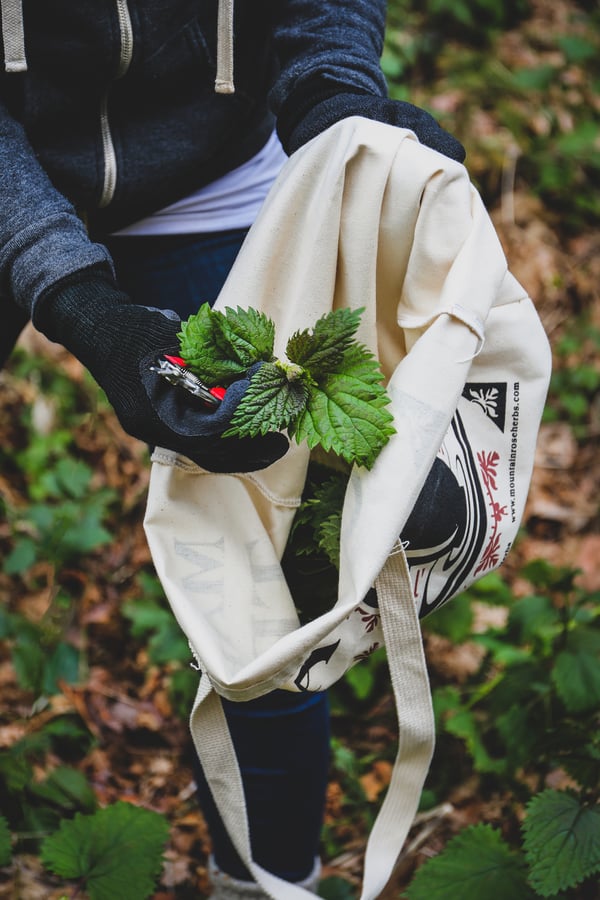 Gloved hands harvesting fresh stinging nettle and putting it in a canvas harvest bag. 