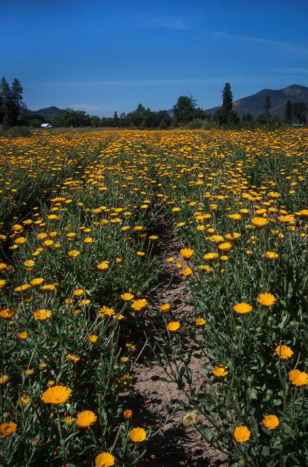 A field of organic calendula flowers