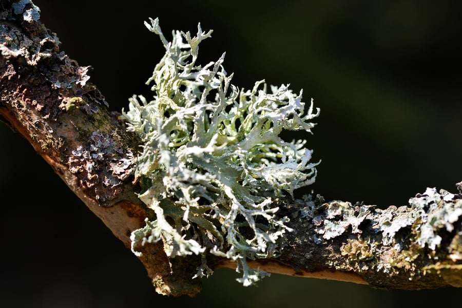Oakmoss Candle_Oakmoss_AdobeStock_433881282