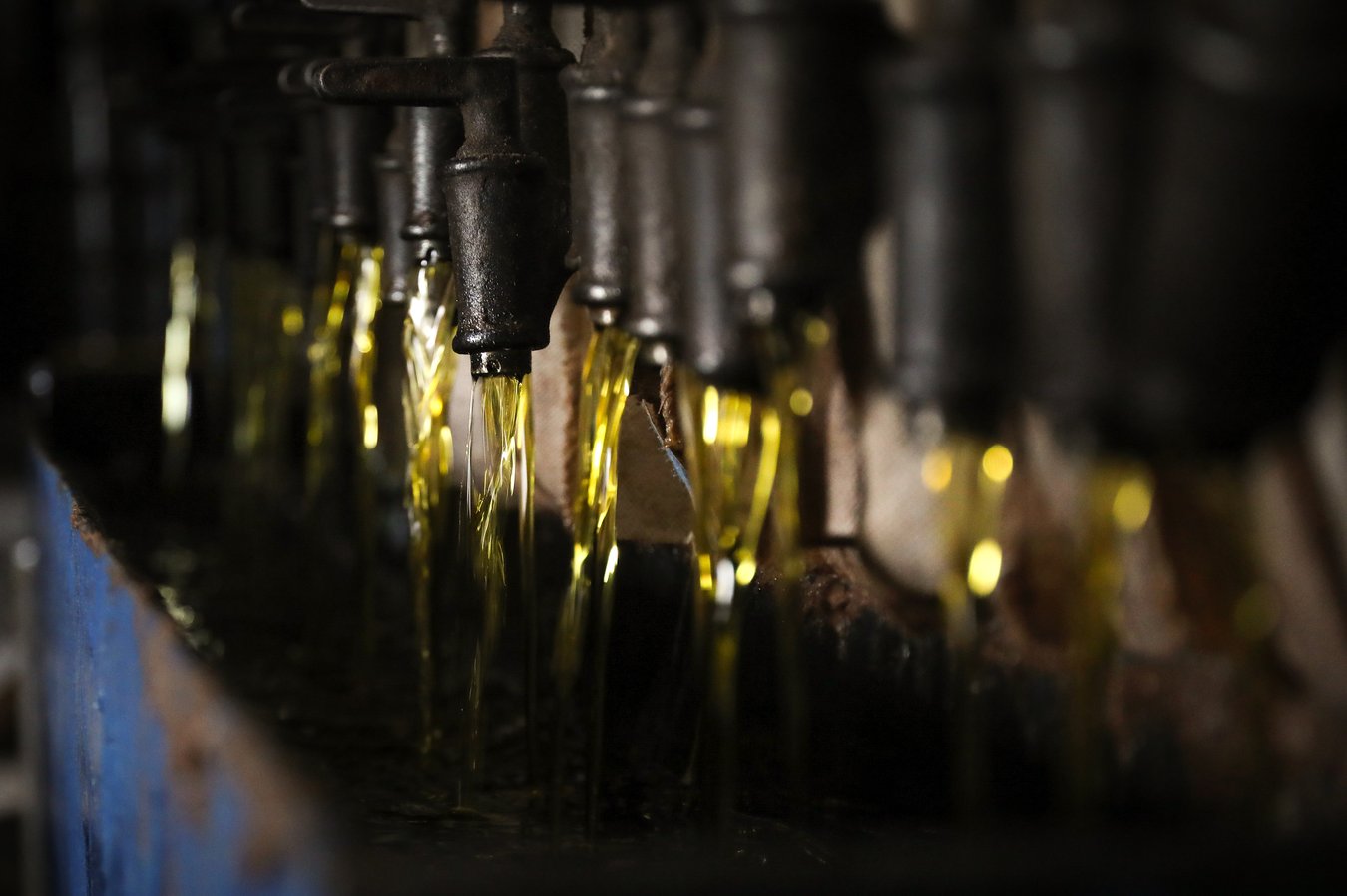 Jojoba oil being extracted.