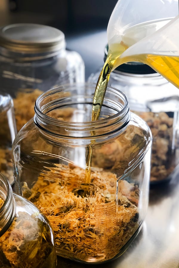 A carrier oil poured over calendula flowers in a jar.