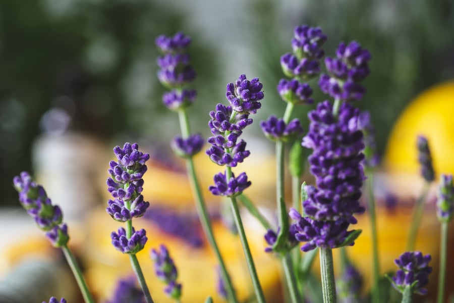 Orange Lavender Custard Lavender