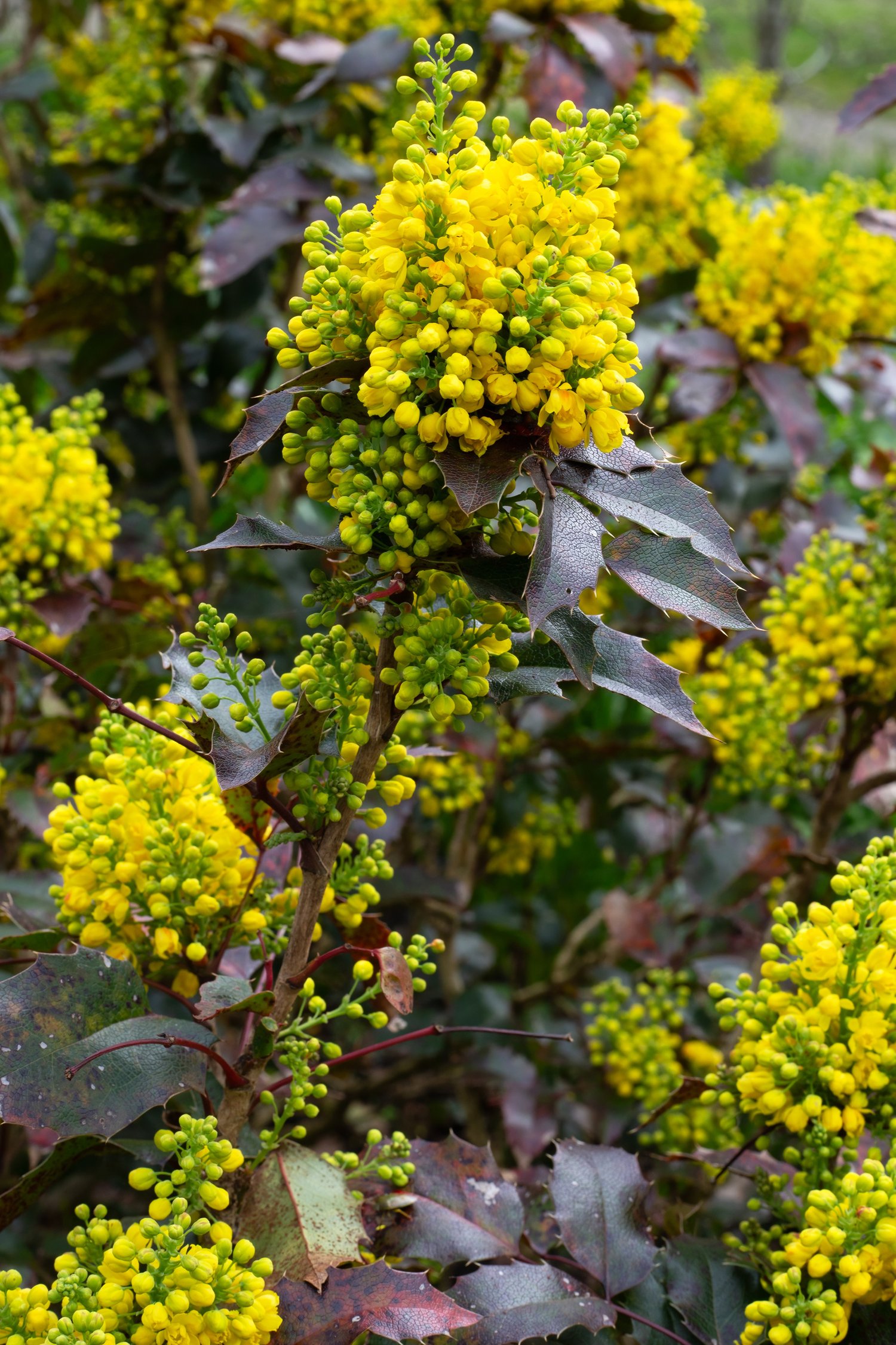 Oregon Grape Root Monograph: Botany and Benefits