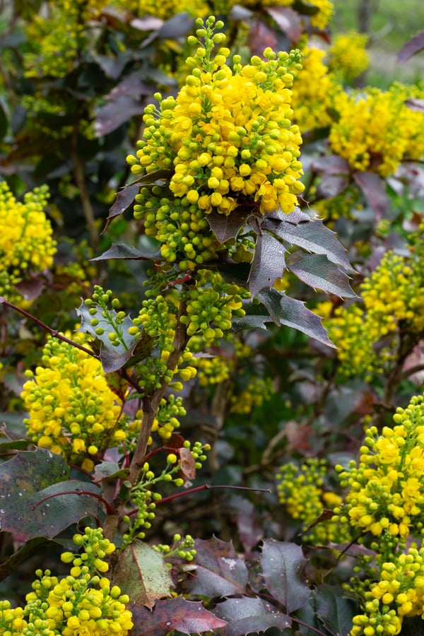 Oregon grape plant in bloom with beautiful yellow flowers