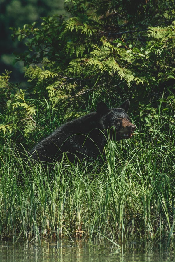 A black bear standing in tall grass. 