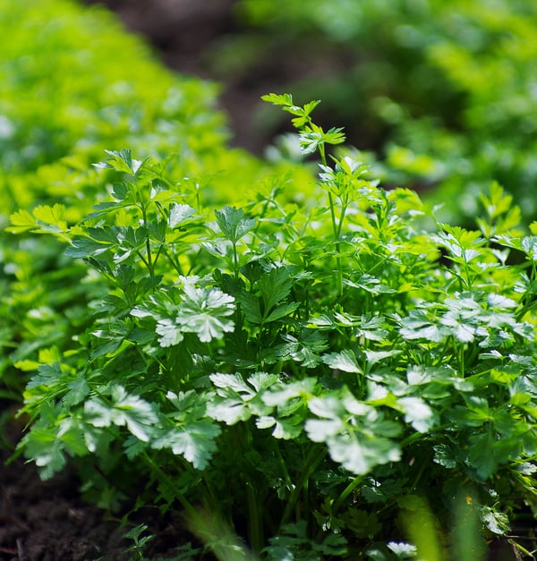 Fresh parsley growing abundantly in the garden