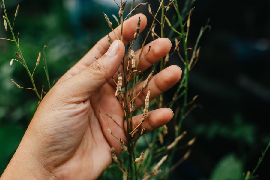 A hand holds dried seed pods