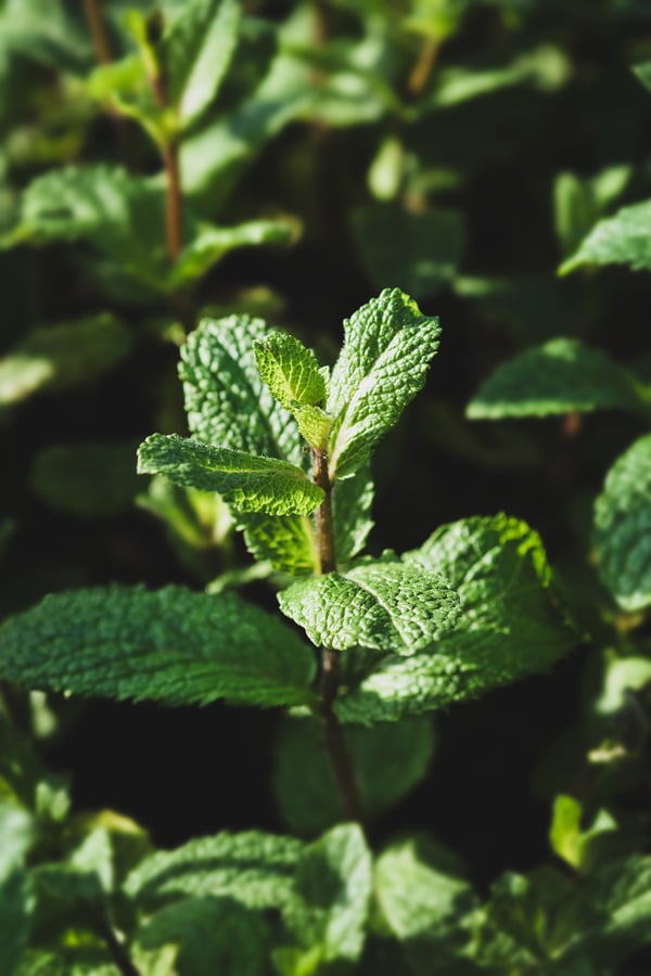 A mint patch growing in the sunlight