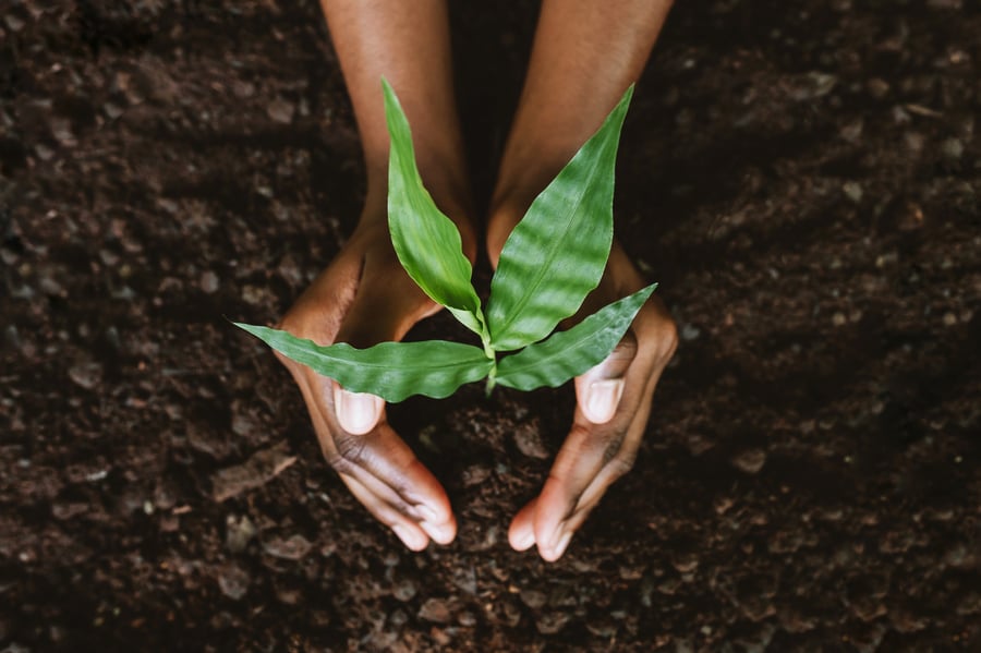 and overhead photo of two hands cupping a freshly planted seedling 