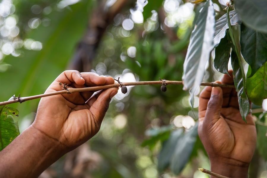 A grower tends to a plant with dried seeds on it