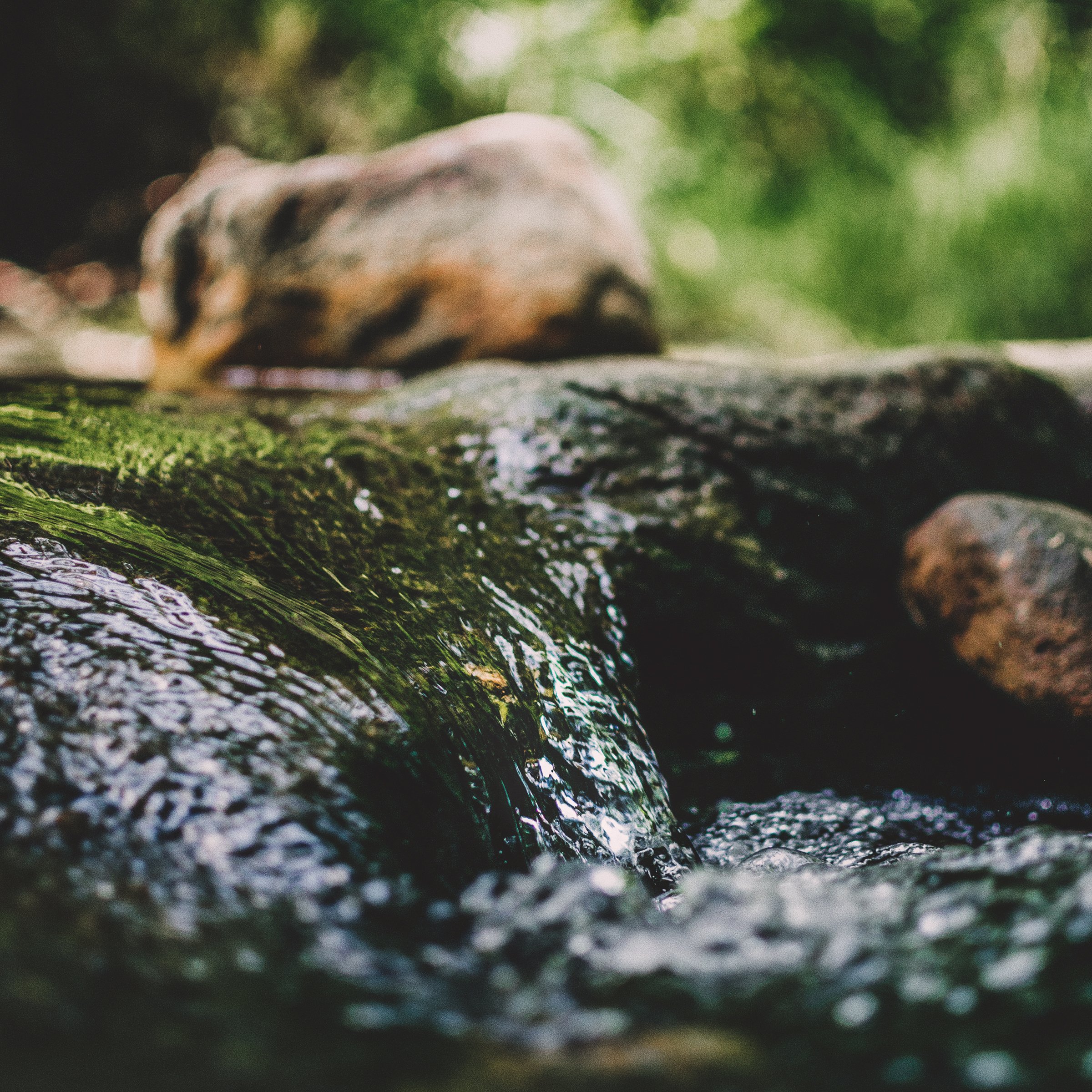 Protecting At Risk Plants - Water Source