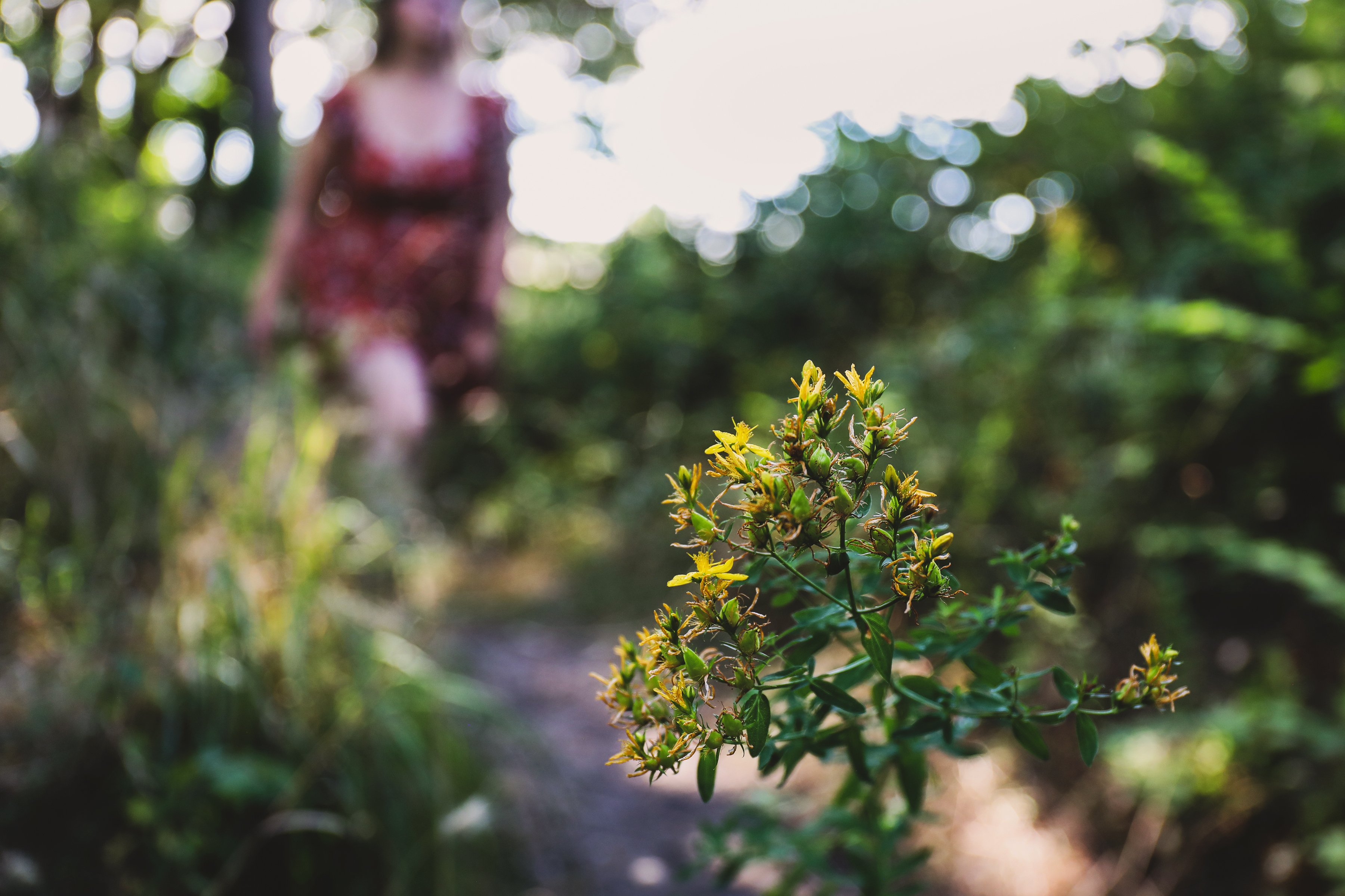 Fresh St. John's Wort with person walking on a trail in the background. 