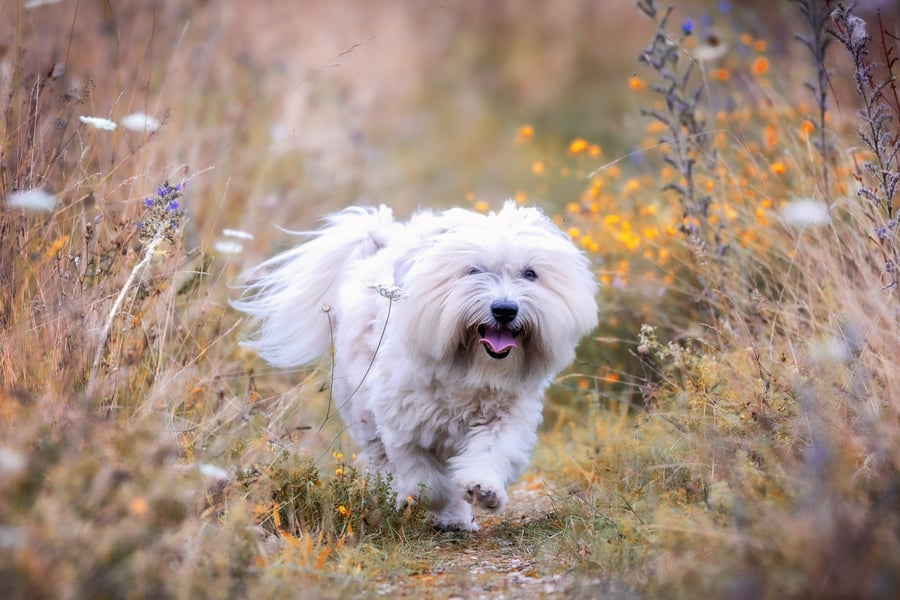 Puppy Paw Salve_AdobeStock_451862886