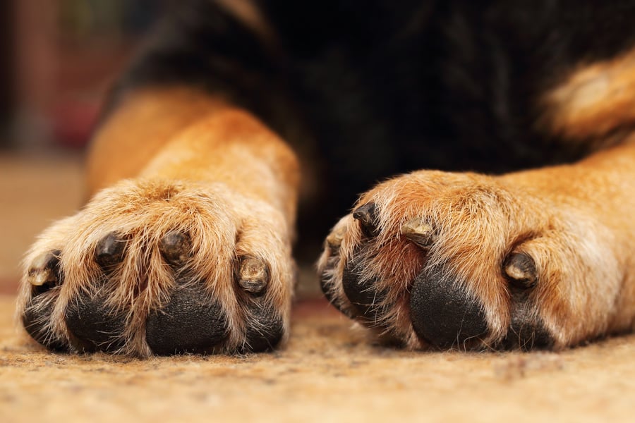 Puppy Paw Salve_Paws_AdobeStock_76973091