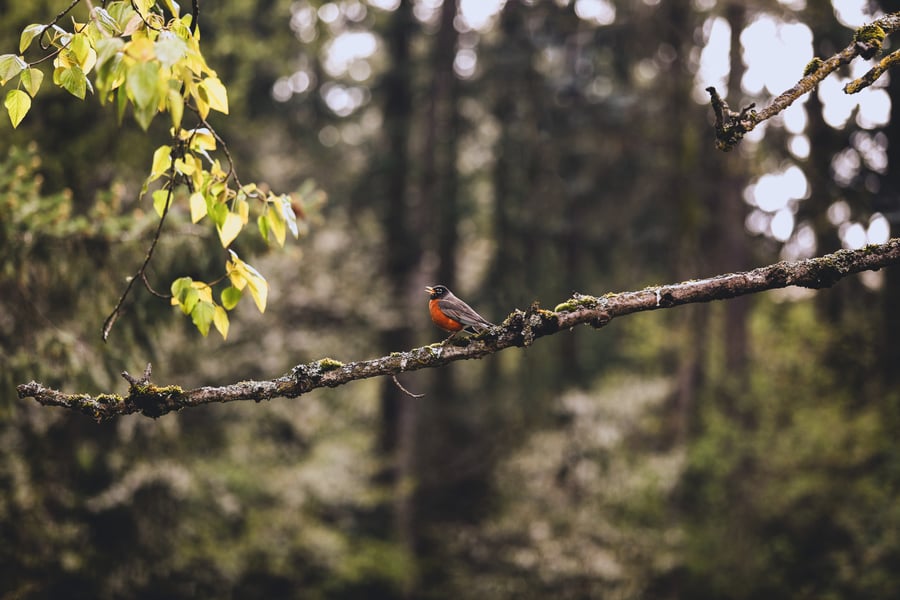 A red robin sits majestically on a branch