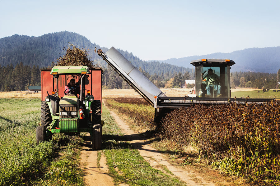 Dried echinacea flowers are harvested by a combine