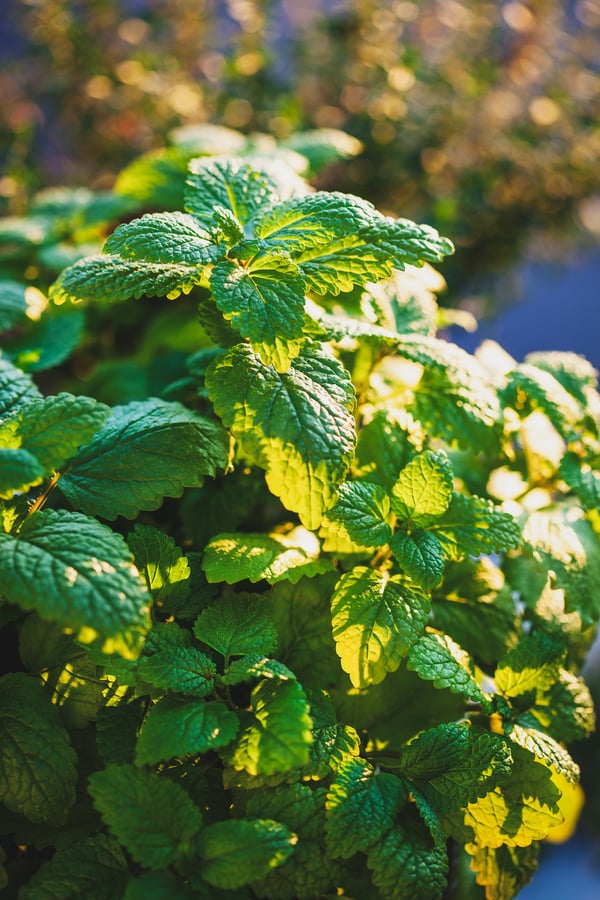 Sunlight shining on a patch of lemon