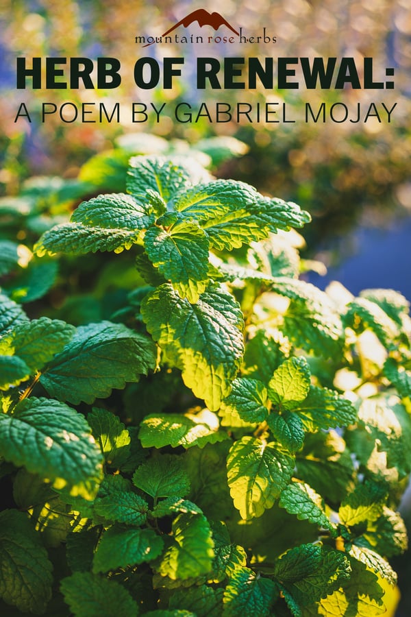 Renewal Poem PIN AdobeStock_579758327