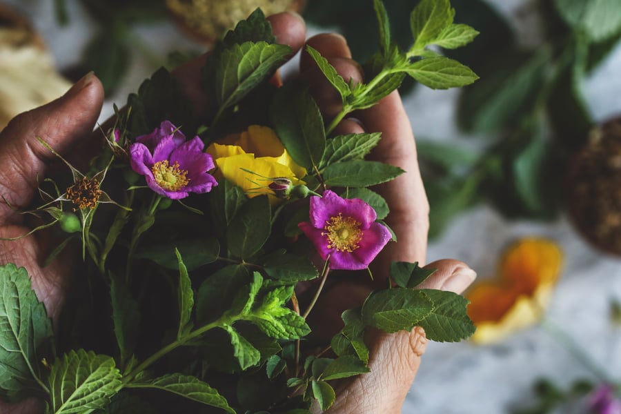 A photo of two hands cupping fresh botanicals including lemon balm