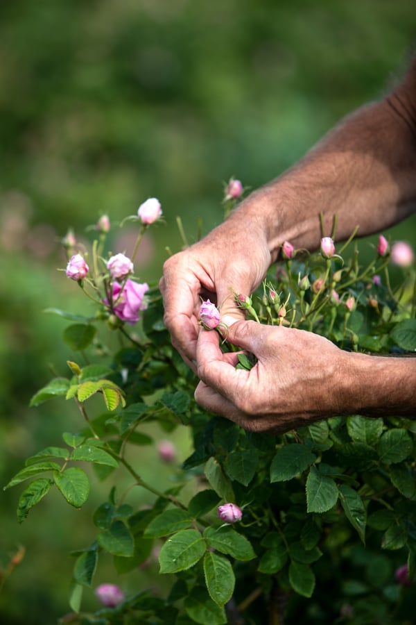 A farmer inspects rosebuds