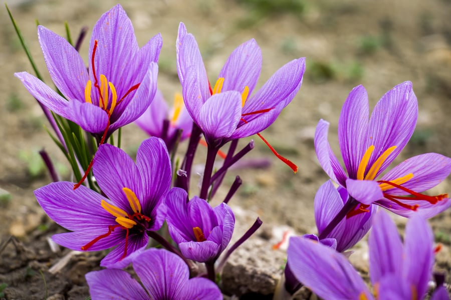 Saffron flowers in full bloom