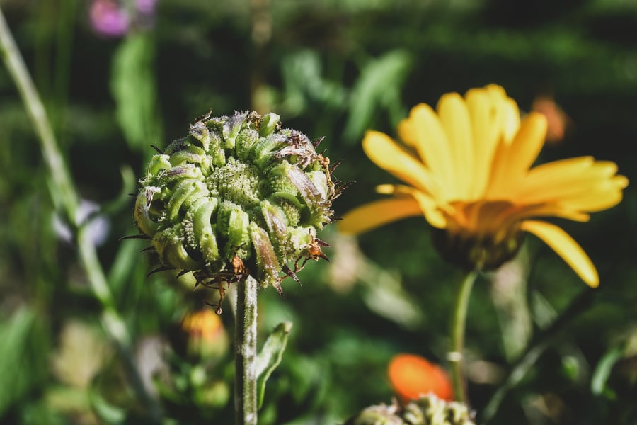 A calendula seed pod dries on the plant