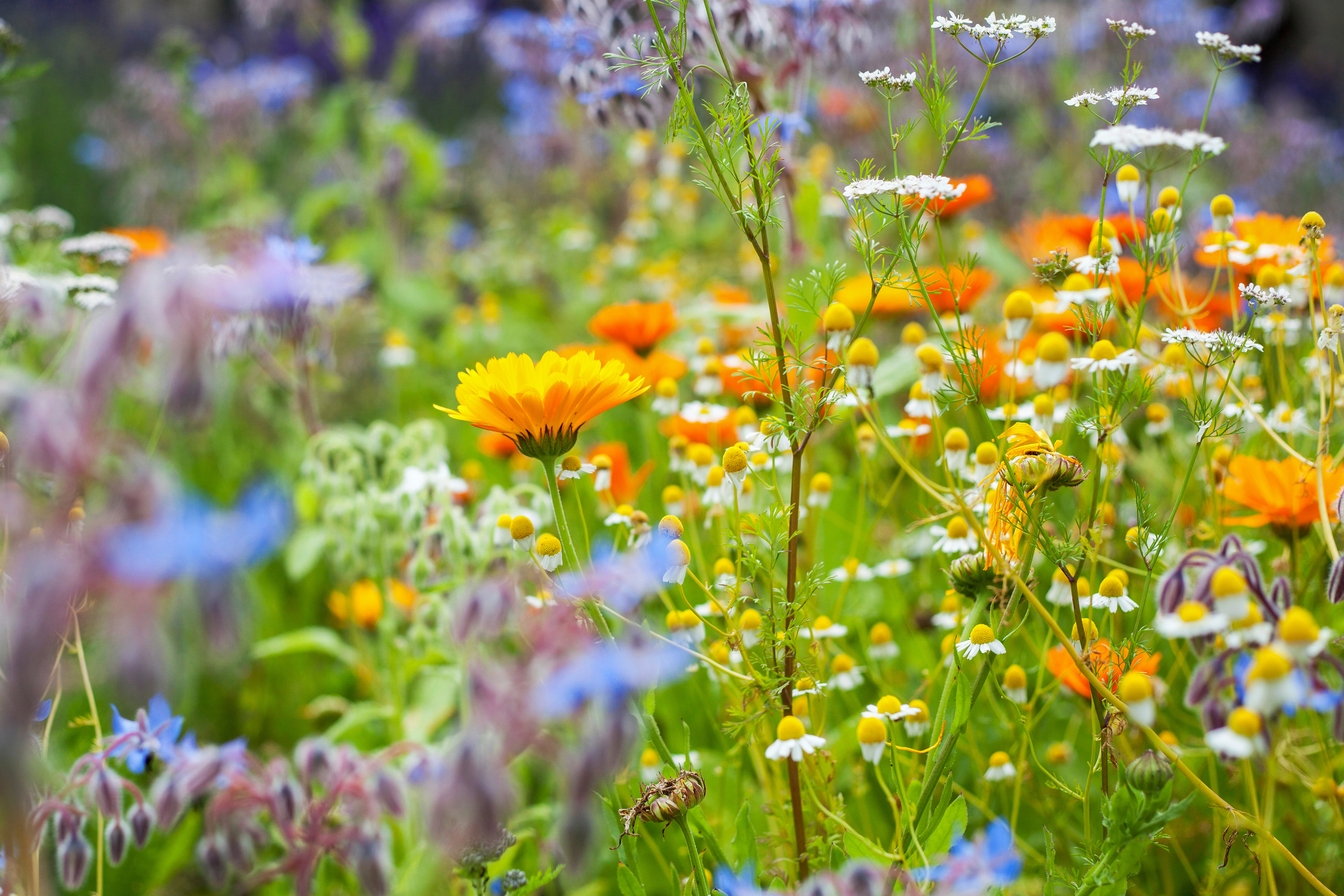 An herb garden flourished in the sunshine