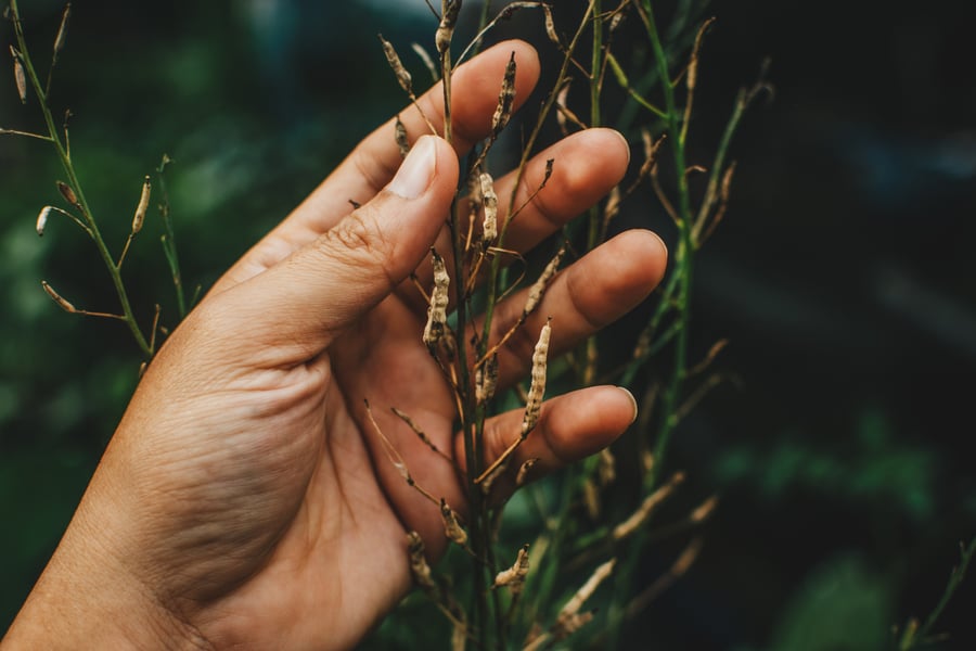 A hand harvests dried seed from pods