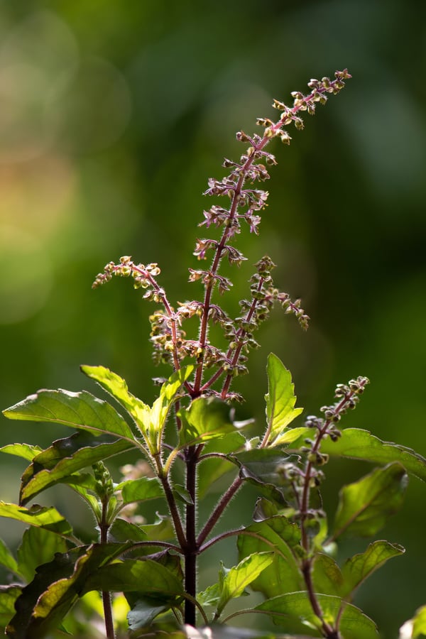 Tulsi seed pods drying on the plant