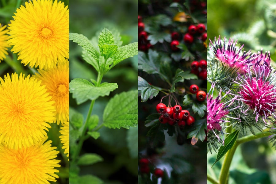 Images of fresh dandelion, lemon balm, hawthorn berries, and burdock side by side