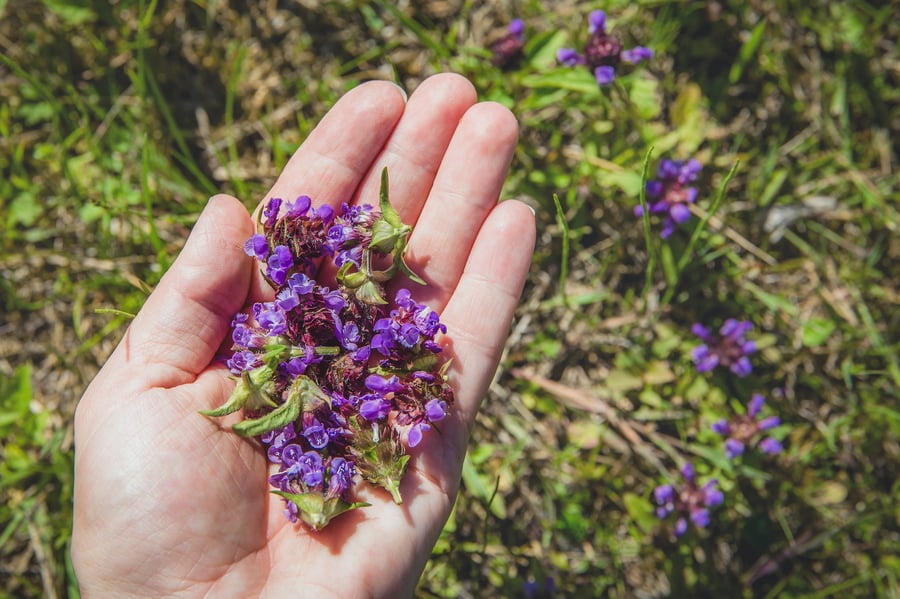 A hand holding freshly picked self heal flowers