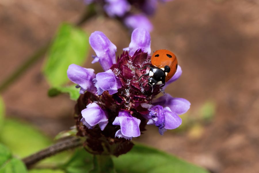 A close up photo of a self heal flower with a ladybug on it