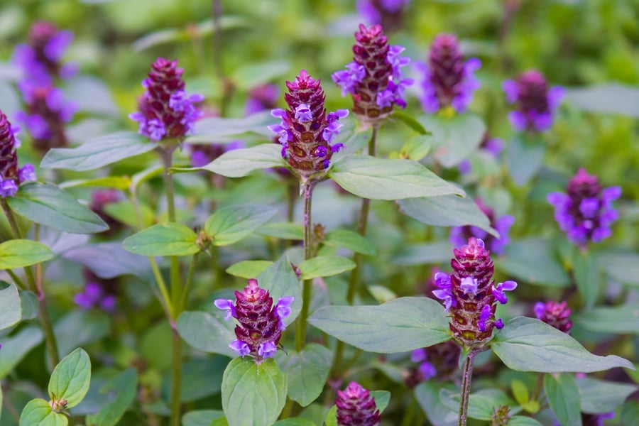 Self Heal Patch_AdobeStock_440313302