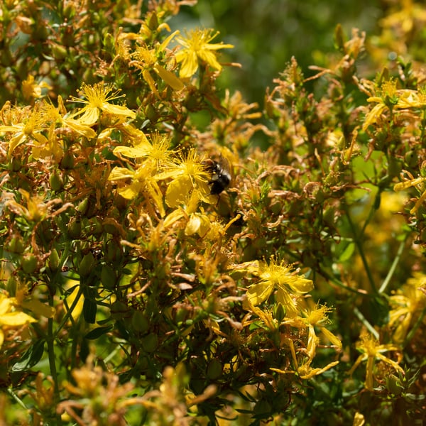 Sunny st john's wort blossoms with a bee on them